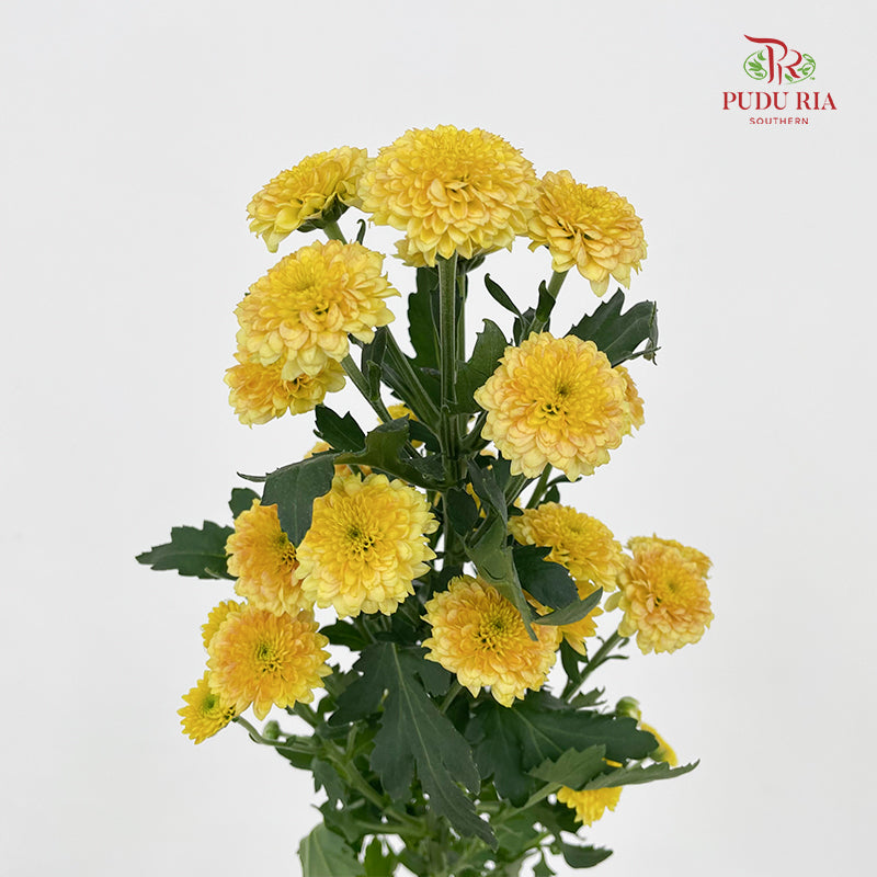 Chrysanthemum Calimero Pompom Miller Bronze - (10-12 Stems)