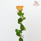 Rose Yellow / Orange (19-20 Stems) - Pudu Ria Florist Southern