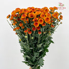 Chrysanthemum Pompom Button Orange - (10-12 Stems)