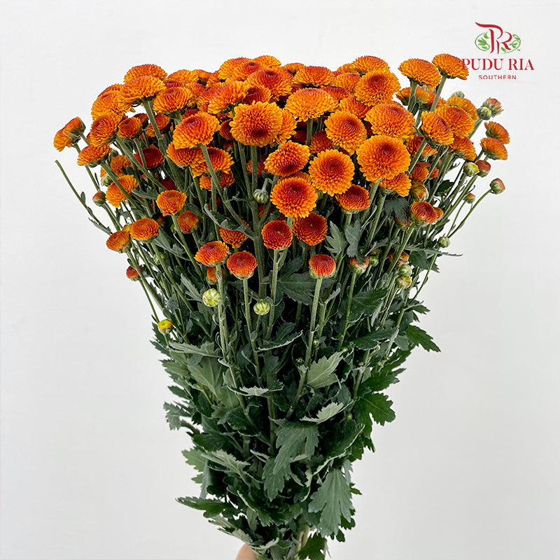 Chrysanthemum Pompom Button Orange - (10-12 Stems)