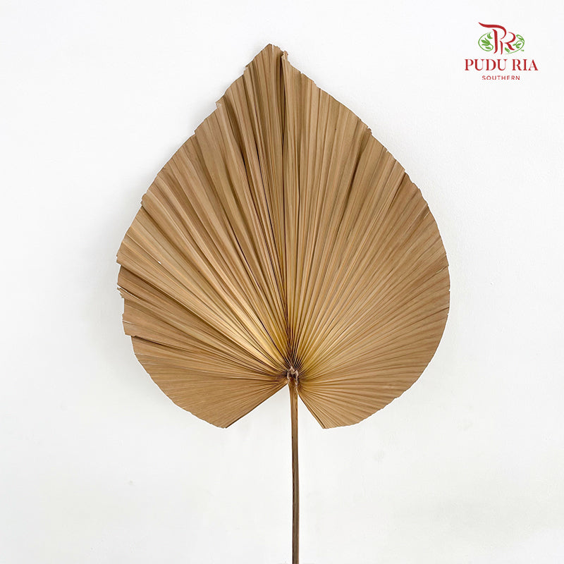 Livistone Dry Cut (XL) - 3 Stems