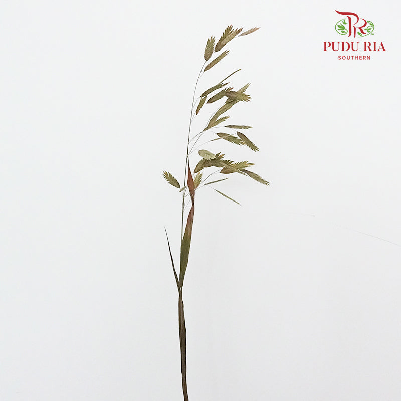 Dry Chasmanthium - Green - Pudu Ria Florist Southern