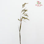 Dry Chasmanthium - Green - Pudu Ria Florist Southern