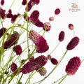 Sanguisorba 地榆 - (10 Stems)