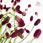 Sanguisorba 地榆 - (10 Stems)