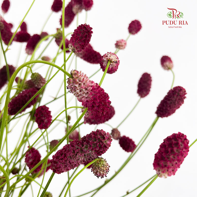 Sanguisorba 地榆 - (10 Stems)