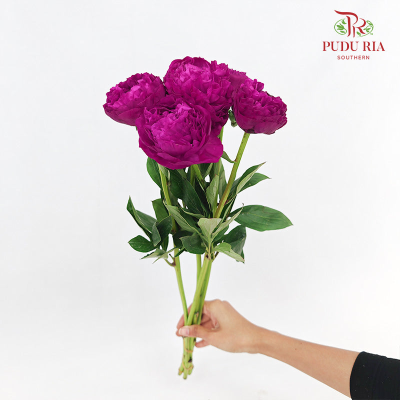 Peony Dutch Red - (5 Stems)
