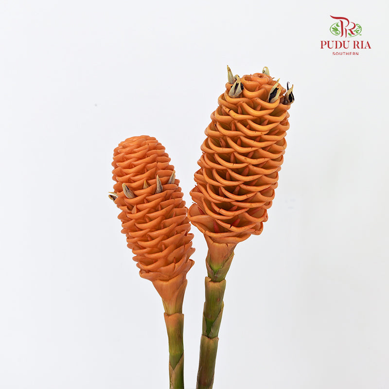 Shampoo Ginger - (2 Stems)