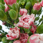 Carnation Spray Red/White (18-20 Stems) - Pudu Ria Florist Southern