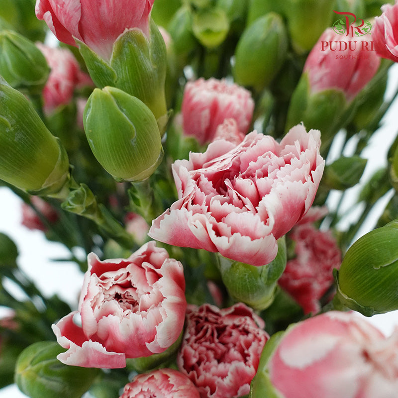 Carnation Spray Red/White (18-20 Stems) - Pudu Ria Florist Southern