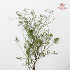 Smilax - (Per Bundle)