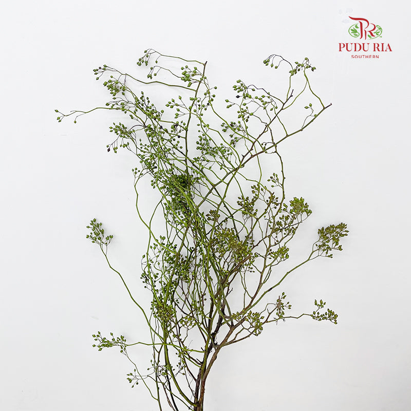 Smilax - (Per Bundle)
