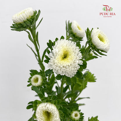 Aster 翠菊 White - (Per Bundle)