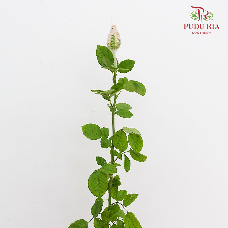 Rose Toffee - (19-20 Stems)