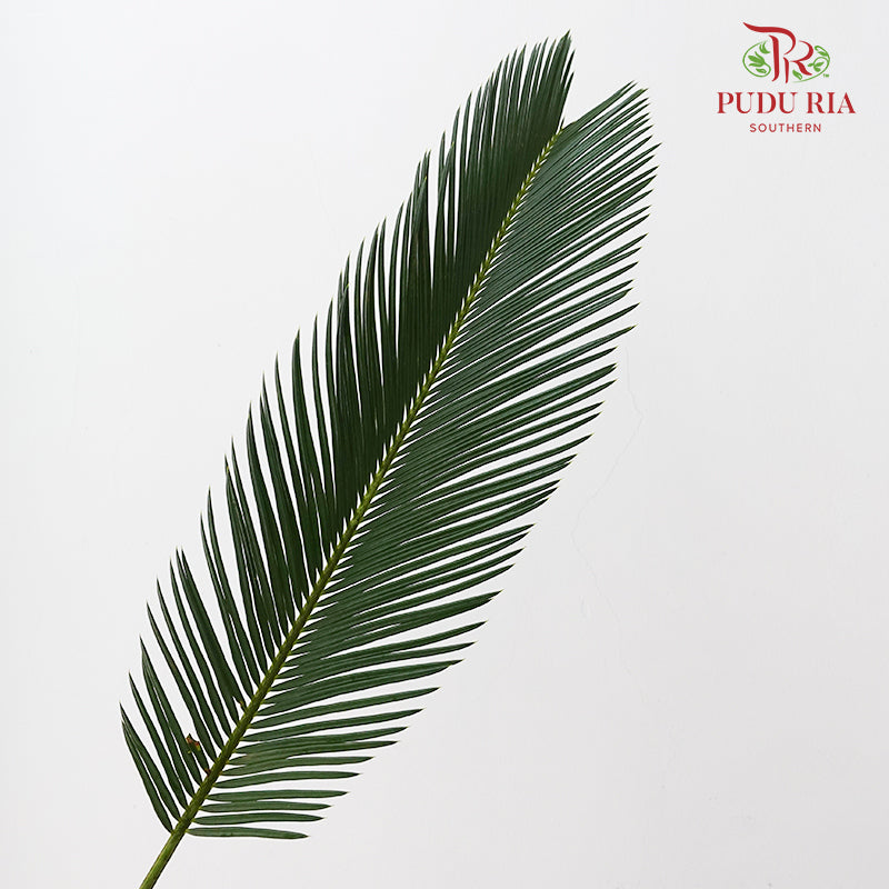 Cycas 苏铁叶 - (5 Stems)