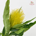 Schaueria (Golden Plume) 金翎花 - (Per Bundle)