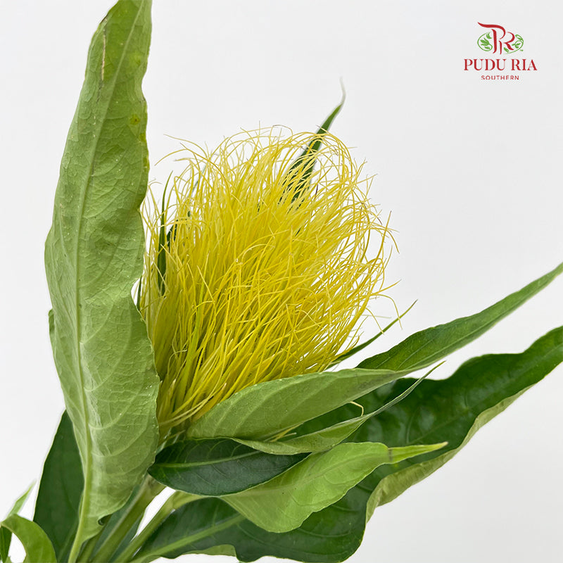 Schaueria (Golden Plume) 金翎花 - (Per Bundle)