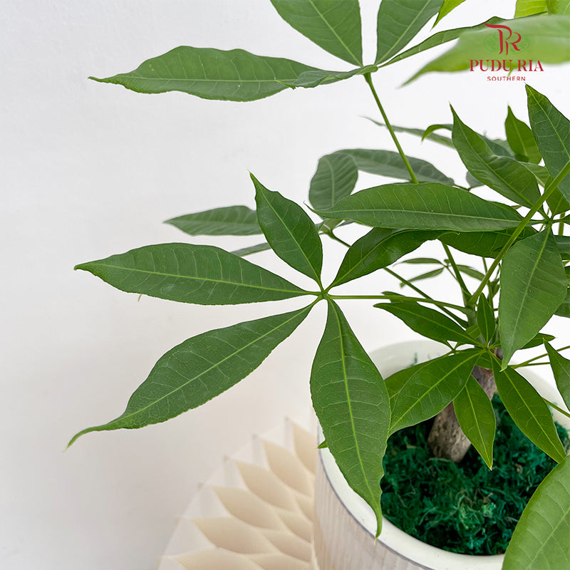 Hydro Pachira Single