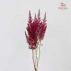 Astilbe Red Wine 落新妇 - (4-5 Stems)
