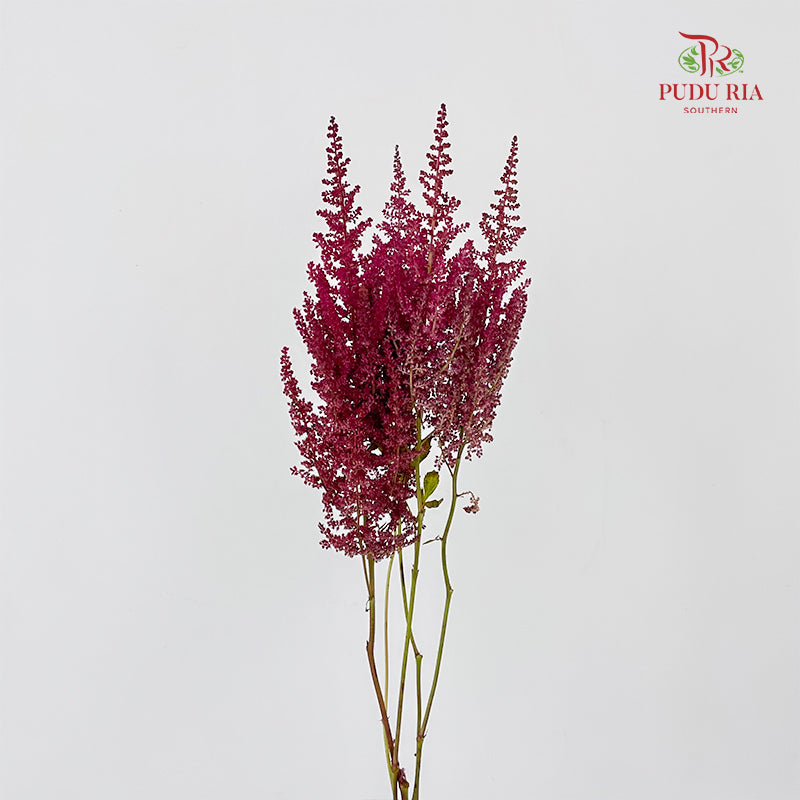 Astilbe Red Wine 落新妇 - (4-5 Stems)
