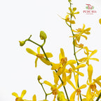 Orchid Aranthera Yellow XL - (5 Stems)