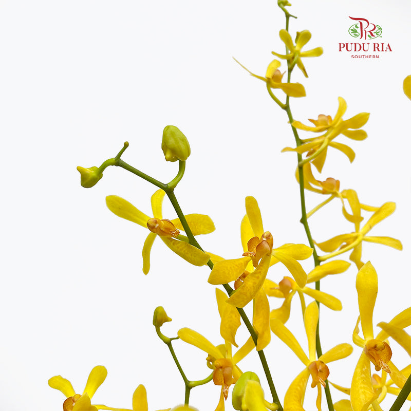 Orchid Aranthera Yellow XL - (5 Stems)