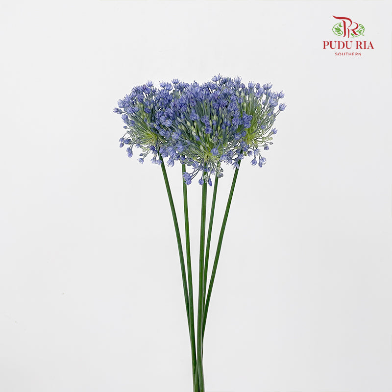 Allium Blue Perfume 葱花蓝色香水 - (5 Stems)