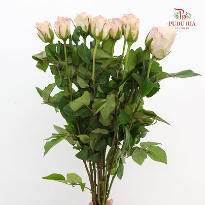 Rose Cynthia - (8-10 Stems)