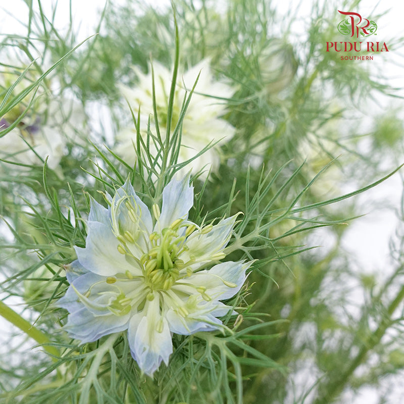 Nigella Light Blue - Pudu Ria Florist Southern