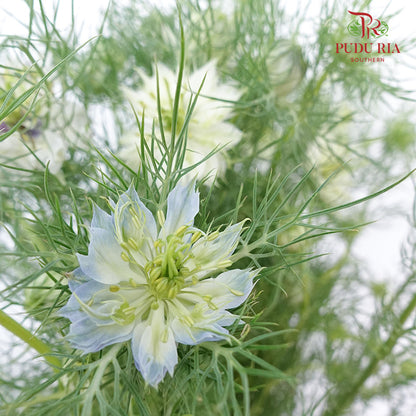 Nigella Light Blue - Pudu Ria Florist Southern