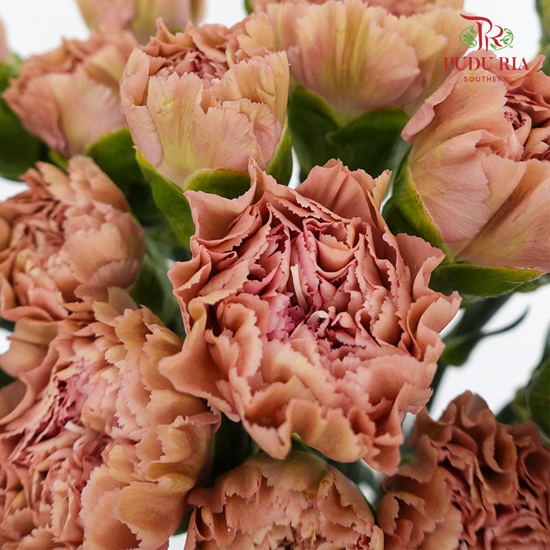 Carnation St Morocco (18-20 Stems) - Pudu Ria Florist Southern