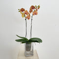 Phalaenopsis Orchid Double Yellow Red