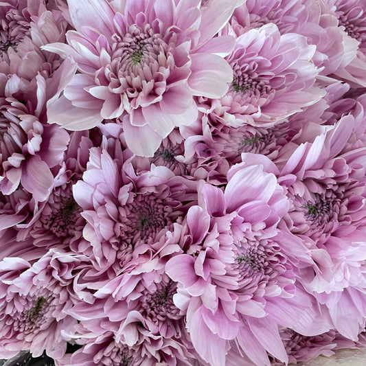 Chrysanthemum Pompom Light Purple 2 - (10-12 Stems)
