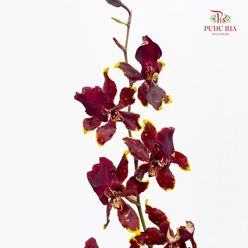 Dancing Lady Brown 文心兰 - (5 Stems)