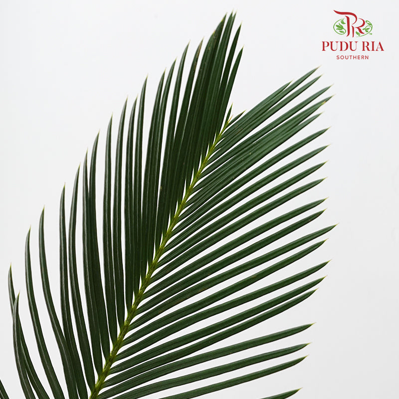 Cycas 苏铁叶 - (5 Stems)