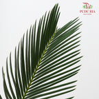 Cycas 苏铁叶 - (5 Stems)