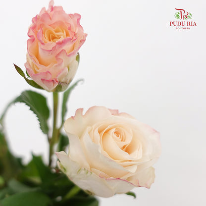 Rose Cynthia - (8-10 Stems)