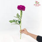 Peony Dutch Red - (5 Stems)