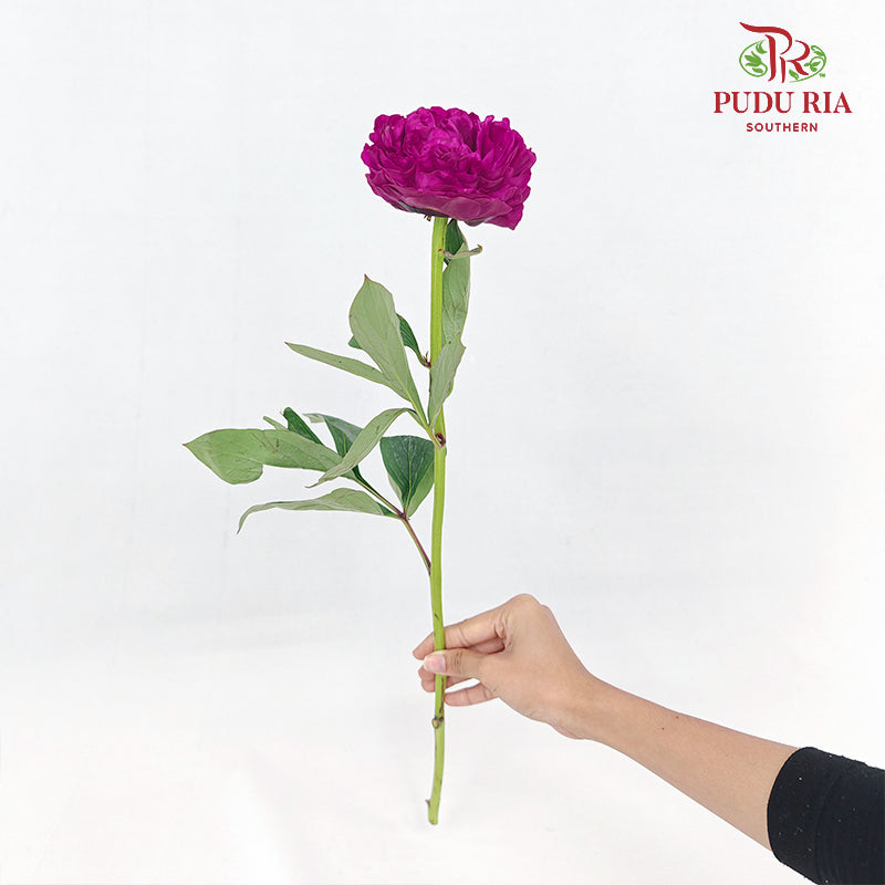 Peony Dutch Red - (5 Stems)