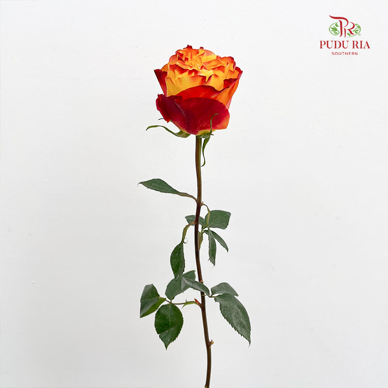 Rose Mondial Dyed Sunset X Pression - (8-10 Stems)