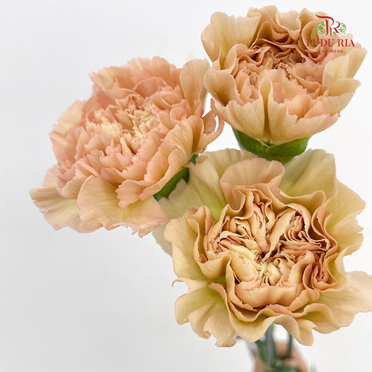 Carnation Pink / Brown (8-10 Stems)