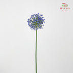 Allium Blue Perfume 葱花蓝色香水 - (5 Stems)