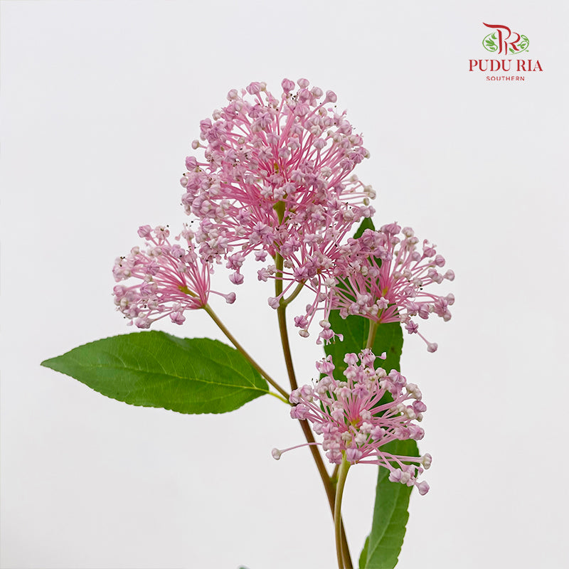 Australia Tea - (Per Bundle)