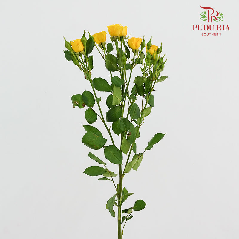 Rose Spray Yellow - (8-10 Stems)