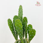 Opuntia Cochenillifera (Cactus)