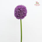 Allium Giganteum 大花葱 - (2 Stems)