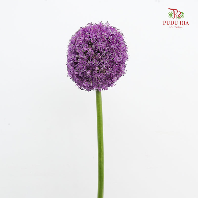 Allium Giganteum 大花葱 - (2 Stems)
