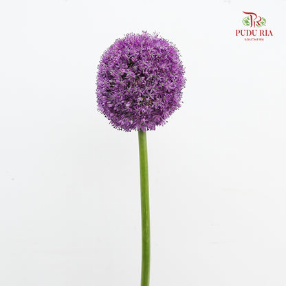 Allium Giganteum 大花葱 - (Per Stem)