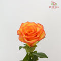 Rose Yellow / Orange (19-20 Stems) - Pudu Ria Florist Southern
