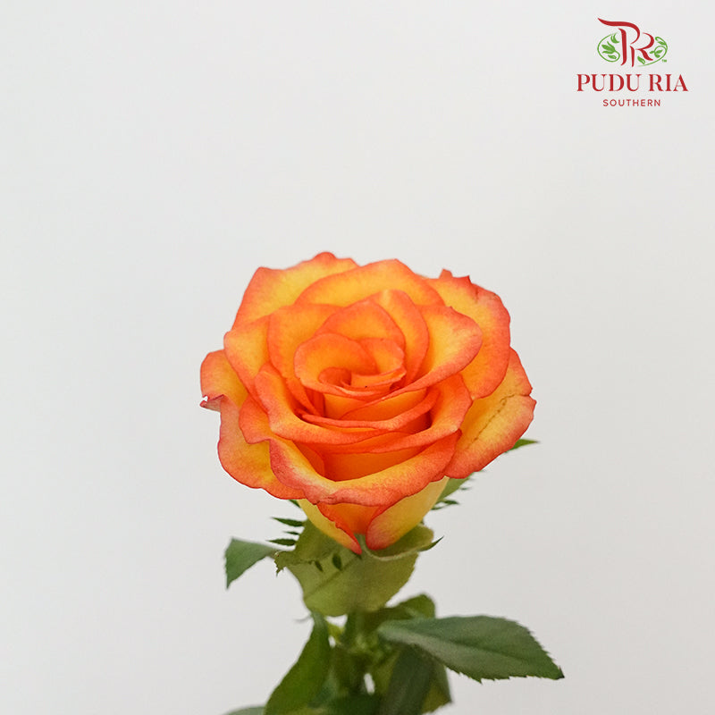 Rose Yellow / Orange (19-20 Stems) - Pudu Ria Florist Southern